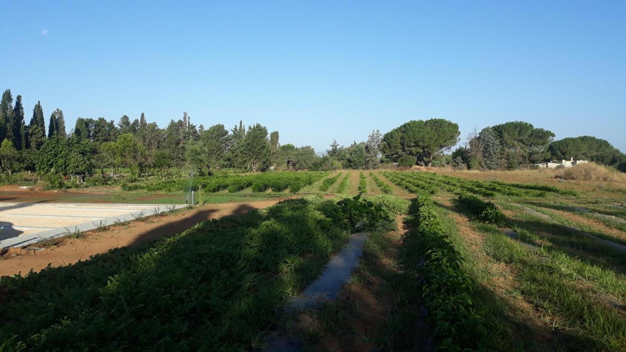 Azienda Agricola I Peperoncini Альгеро Экстерьер фото